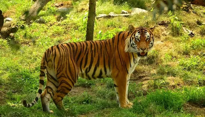 Odisha Tour Packages – Best Holiday Deals From Bhubaneswar 27 Similipal National Park Odisha