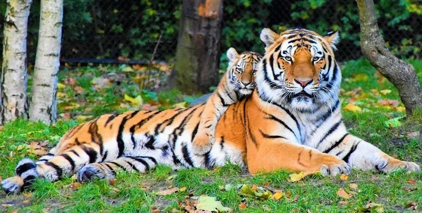 luxury odisha tour packages 4N 5D 24 Odisha Wildlife Tour Packages