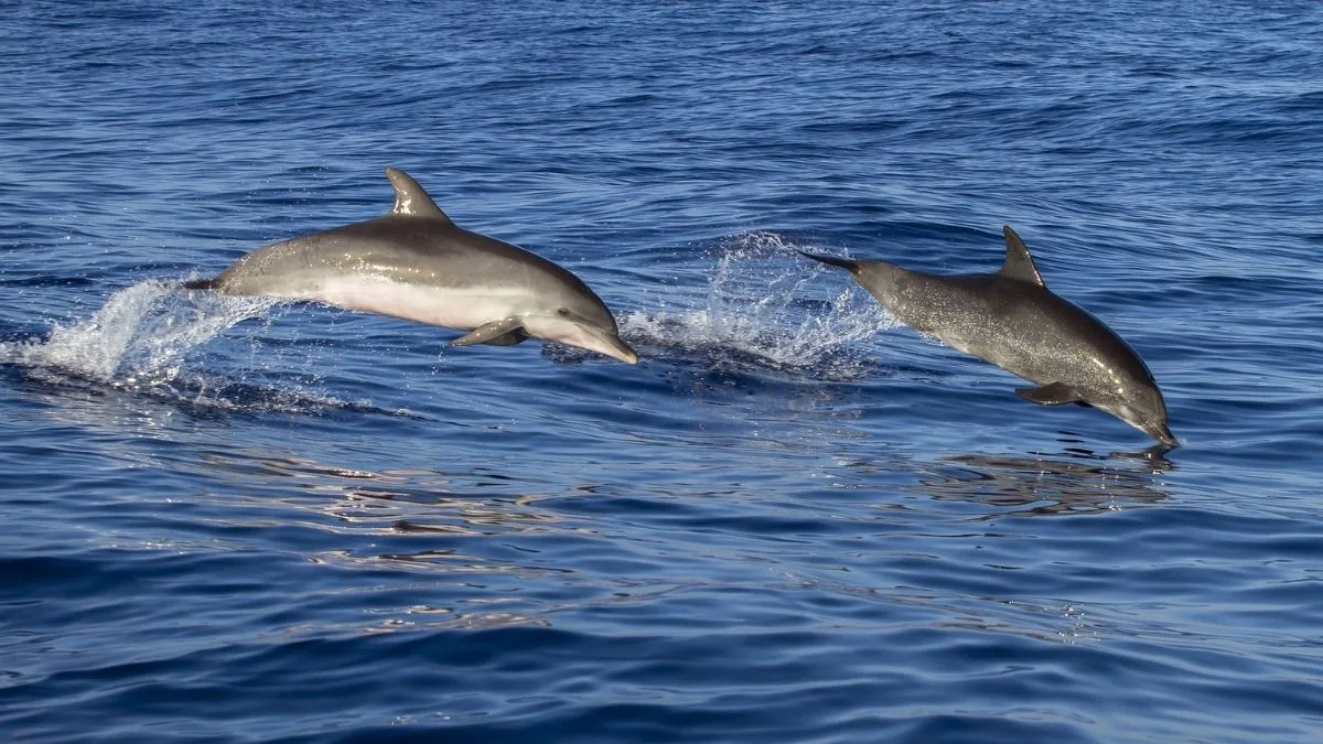 Chilika Lake Dolphin Tour