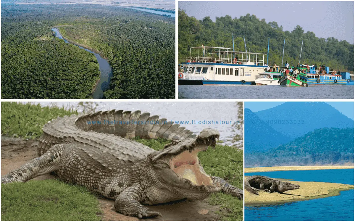 Home 6 Bhitarkanika Mangrove and Dolphin Tour 4 Nights 5 Days Odisha