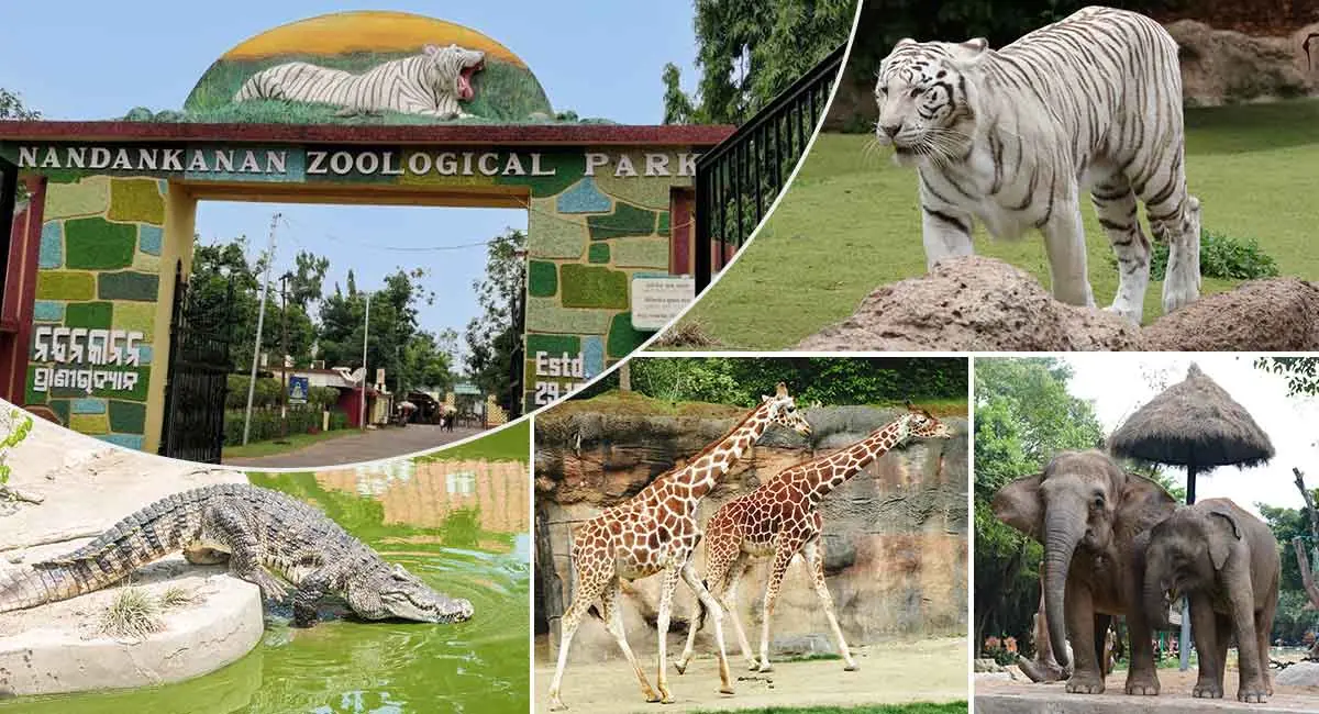 Nandankanan Zoo Bhubaneswar